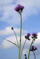 Bach-Kratzdistel - Cirsium rivulare (Jacq.) All.