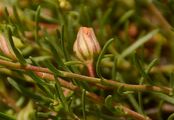 Common Fumana - Fumana procumbens (Dunal) Gren. & Godr.