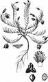 Common Fumana - Fumana procumbens (Dunal) Gren. & Godr.