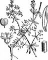 Pariser Labkraut - Galium parisiense L.