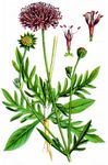 Gelbe Witwenblume - Knautia kitaibelii (Schult.) Borbás 
