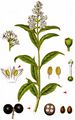 Wild Privet - Ligustrum vulgare L.
