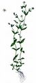 Three-Nerved Sandwort - Moehringia trinervia (L.) Clairv.