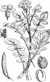 Water-Cress - Nasturtium officinale W. T. Aiton