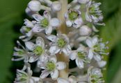 Indian Pokeweed - Phytolacca acinosa Roxb.