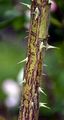 Apple Rose - Rosa villosa L.