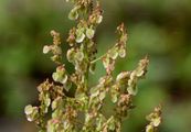 Straußblütiger Sauerampfer - Rumex thyrsiflorus Fingerh.