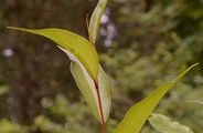 Bay Willow - Salix pentandra L.