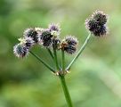 Sanicle - Sanicula europaea L.