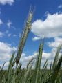 Rye - Secale cereale L.