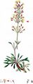 Spanish Catchfly - Silene otites (L.) Wibel