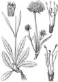 Succisa pratensis (Gewöhnlicher Teufelsabbiß) aus Losch (1914)