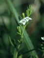 Alpen-Leinblatt - Thesium alpinum L.