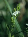 Alpine Bastard Toadflax - Thesium alpinum L.