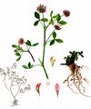Schweden-Klee - Trifolium hybridum L.