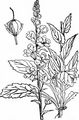 Moth Mullein - Verbascum blattaria L.