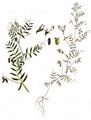 Hairy Tare - Vicia hirsuta (L.) Gray