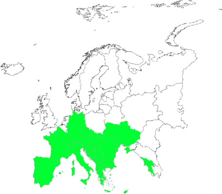 Heliotropium europaeum