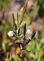 Bog-Rosemary - Andromeda polifolia L.