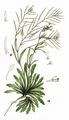 Lyrate Rockcress - Arabidopsis petraea (L.) V.I.Dorof.