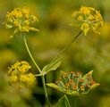 Hahnenfuß-Hasenohr - Bupleurum ranunculoides L.