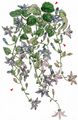 Trailing Bellflower - Campanula garganica Ten.
