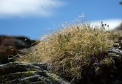 Krumm-Segge - Carex curvula All.