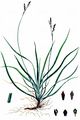 Finger-Segge - Carex digitata L.