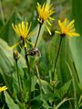Pyrenean Hakw's-Beard - Crepis pyrenaica (L.) Greuter