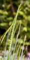 Crested Dog's-Tail - Cynosurus cristatus L.