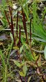 Mierenblättriges Weidenröschen - Epilobium alsinifolium Vill.