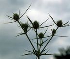 Field Eryngo - Eryngium campestre L.