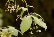 Large-Leaved Spindle - Euonymus latifolius (L.) Mill.