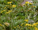 Spreizendes Wasser-Greiskraut - Jacobaea erratica (Bertol.) Fourr.
