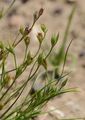 Toad Rush - Juncus bufonius L.