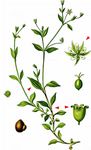 Dreinervige Nabelmiere - Moehringia trinervia (L.) Clairv. 