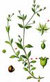 Three-Nerved Sandwort - Moehringia trinervia (L.) Clairv.