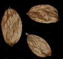 Hop Hornbeam - Ostrya carpinifolia Scop.
