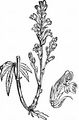 Hemp Broomrape - Phelipanche ramosa (L.) Pomel
