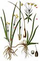 Shoreweed - Plantago uniflora L.