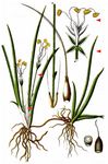 Europäischer Strandling - Plantago uniflora L. 