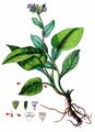 Lungwort - Pulmonaria officinalis L.