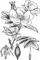 Hundsrose - Rosa canina L.