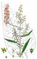 Scottish Dock - Rumex aquaticus L.