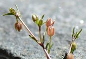 Niederliegendes Mastkraut - Sagina procumbens L.