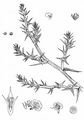 Prickly Saltwort - Salsola kali L.