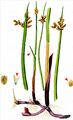 Triangular Club-Rush - Schoenoplectus triqueter (L.) Palla