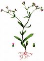 Gezähnter Feldsalat - Valerianella dentata (L.) Pollich