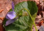 Hain-Veilchen - Viola riviniana Rchb.