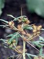 Dorn-Spitzklette - Xanthium spinosum L.